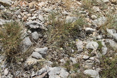 Allium marschalianum