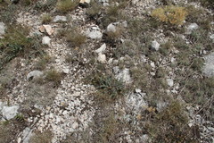 Leontodon biscutellifolius