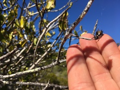 Gasteracantha sacerdotalis