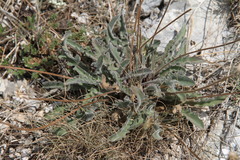 Leontodon biscutellifolius