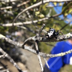 Gasteracantha sacerdotalis