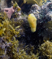 Doriopsilla peculiaris