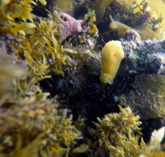 Doriopsilla peculiaris