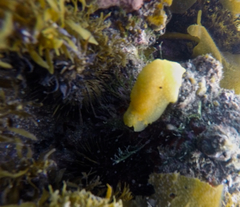 Doriopsilla peculiaris