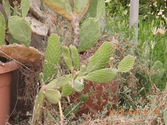 Opuntia ficus-indica