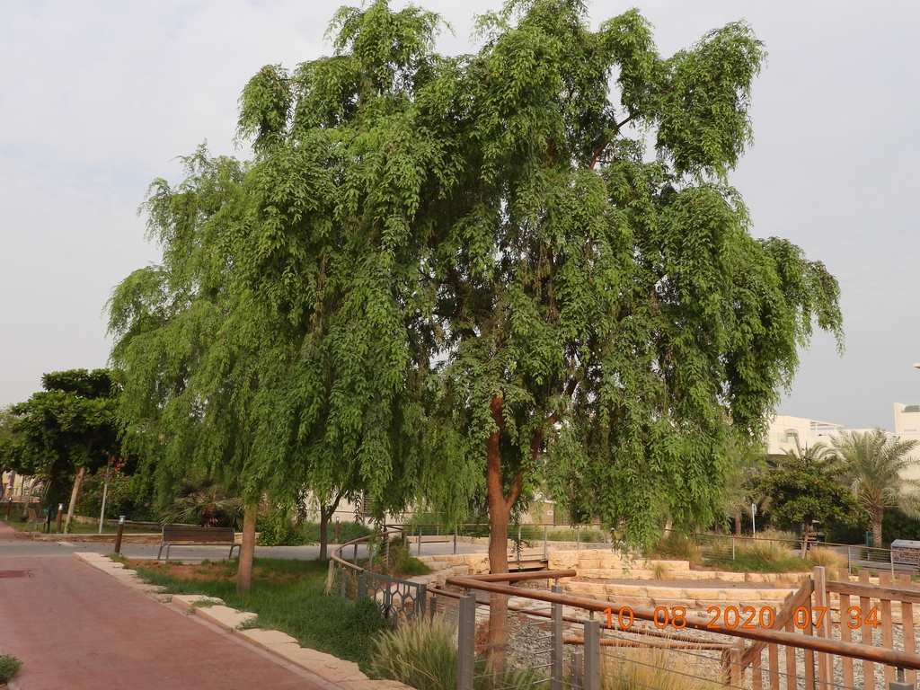 Indian mesquite