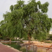 牧豆樹 - Photo 由 Altaf Habib 所上傳的 (c) Altaf Habib，保留部份權利CC BY-NC
