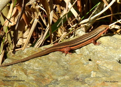 Red-Sided Skink photo 5