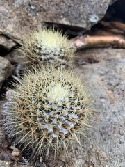 Mammillaria nivosa