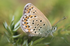 Plebejus bellieri