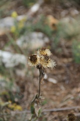 Inula