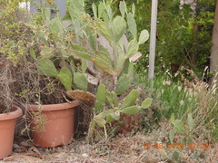 Opuntia ficus-indica