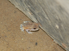 Sclerophrys superciliaris