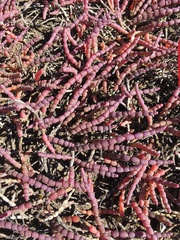Tecticornia indica