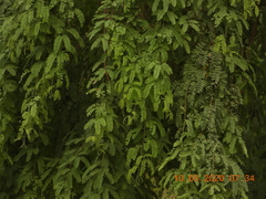 Prosopis cineraria