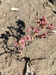 Suaeda arbusculoides