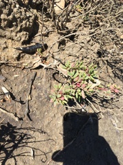 Suaeda arbusculoides