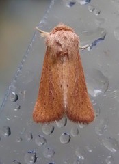 Denticucullus pygmina