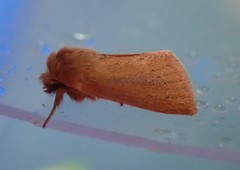 Denticucullus pygmina