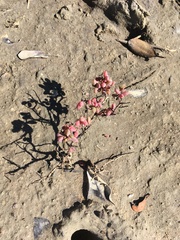 Suaeda arbusculoides