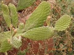 Opuntia ficus-indica