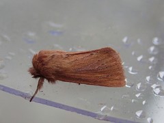 Denticucullus pygmina