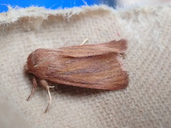 Denticucullus pygmina