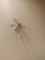 Dendroleon pantherinus