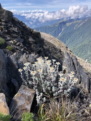 Leontopodium microphyllum