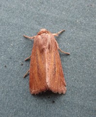 Denticucullus pygmina