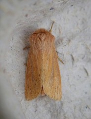 Denticucullus pygmina