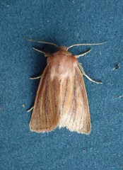 Denticucullus pygmina