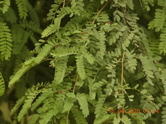 Prosopis cineraria