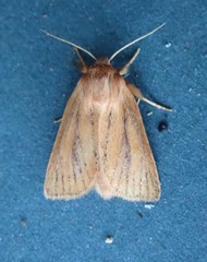 Denticucullus pygmina