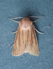 Denticucullus pygmina