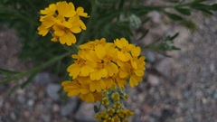 Psilostrophe gnaphalodes