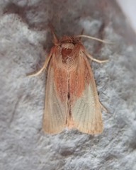 Denticucullus pygmina