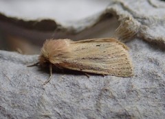 Denticucullus pygmina