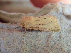 Denticucullus pygmina