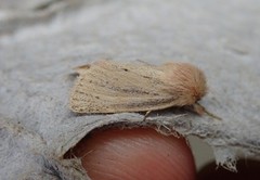 Denticucullus pygmina