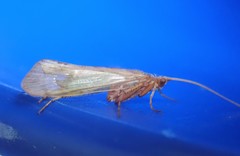 Limnephilus flavicornis