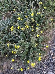Argentina tugitakensis