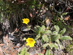 Argentina tugitakensis