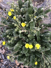 Argentina tugitakensis