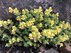 Euphrasia nankotaizanensis