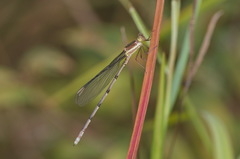 Orolestes octomaculatus