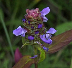 Prunella vulgaris lanceolata