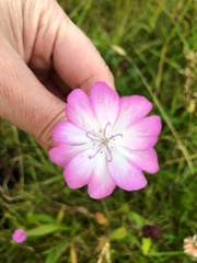 Eudianthe coeli-rosa