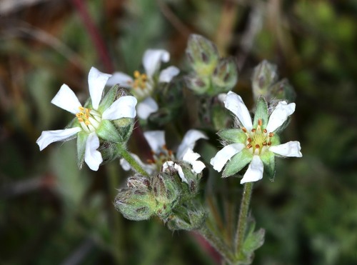 Bolander's horkelia (Horkelia bolanderi)