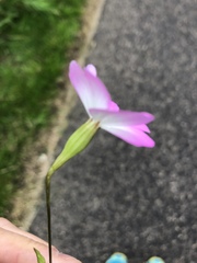 Eudianthe coeli-rosa